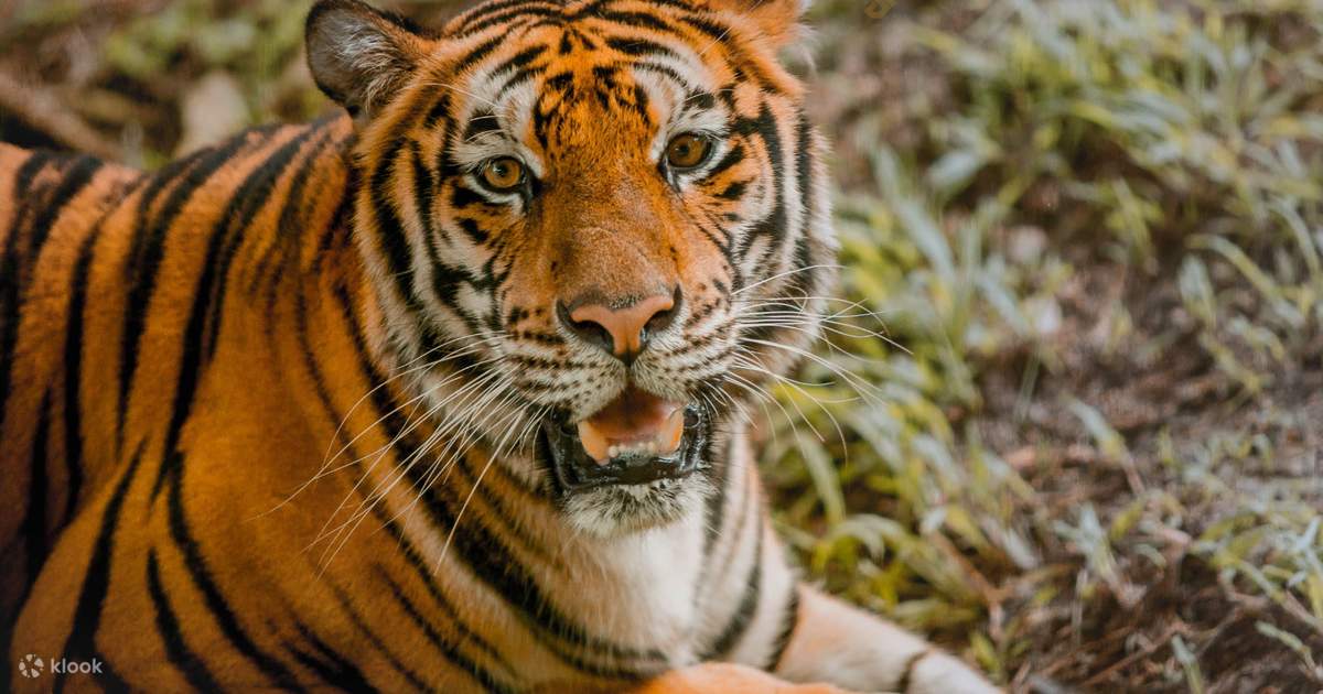 ラブレス アマゾン アニマル 動物 サファリ 希少 レア セレブ 高級